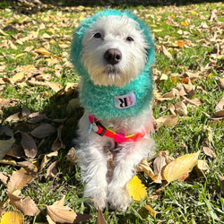 Capucha | Protección Esponjosa para el Invierno